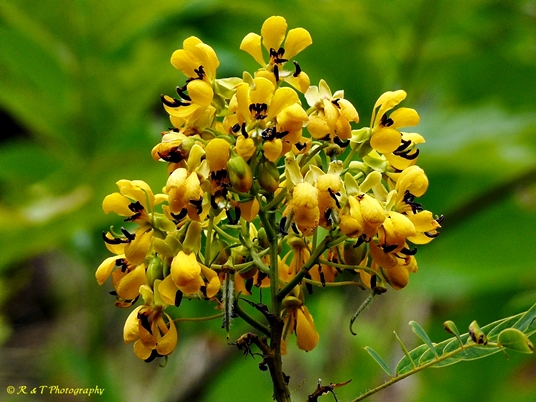 {Senna hebecarpa}